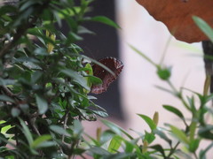 Elymnias hypermnestra