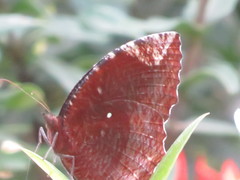 Elymnias hypermnestra