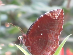 Elymnias hypermnestra