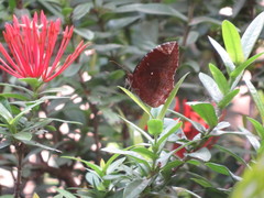 Elymnias hypermnestra