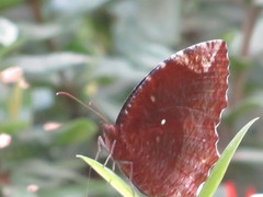 Elymnias hypermnestra