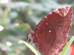 Elymnias hypermnestra