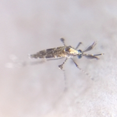 Aedeomyia squamipennis