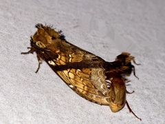 Dudusa synopla