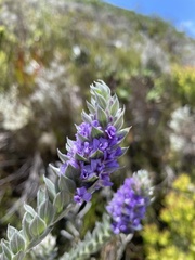 Amphithalea imbricata