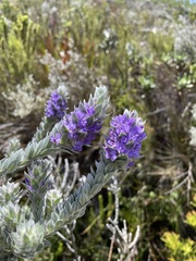 Amphithalea imbricata