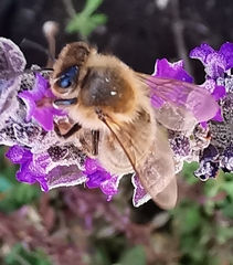 Apis mellifera