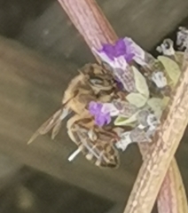 Apis mellifera