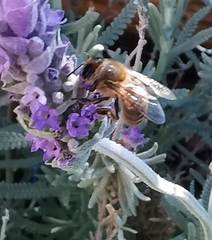 Apis mellifera