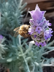 Apis mellifera