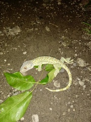 Gekko gecko