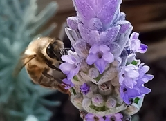 Apis mellifera