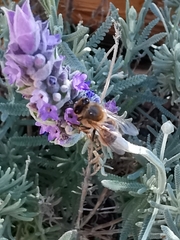 Apis mellifera