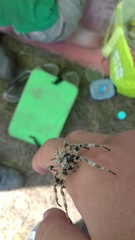Araneus grossus