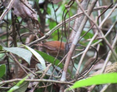 Pheugopedius genibarbis