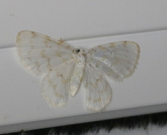 Hydrelia albifera