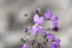 Stylidium violaceum