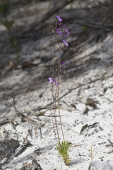 Stylidium violaceum
