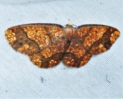 Periclina
