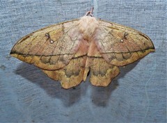 Lonomia columbiana