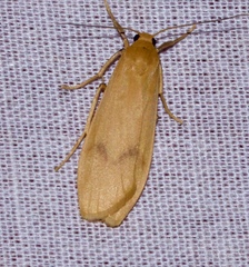 Teuloma oblitterans