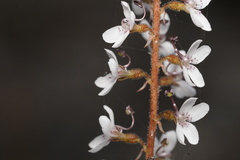 Stylidium diversifolium