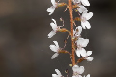 Stylidium diversifolium