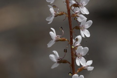 Stylidium diversifolium