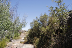 Phylica oleifolia
