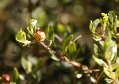 Phylica oleifolia