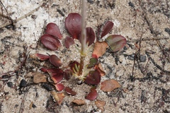 Stylidium diversifolium