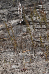Stylidium diversifolium