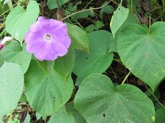 Ipomoea silvicola