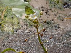 Sagittaria montevidensis