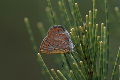 Hypochrysops ignitus