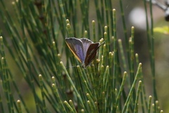 Hypochrysops ignitus