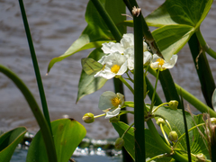 Sagittaria montevidensis