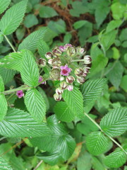 Rubus niveus