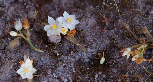 Image of Ornithogalum conicum by (c) Tony Rebelo, some rights reserved (CC BY-SA)