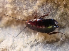 Loboptera