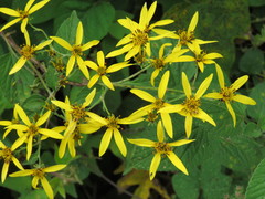 Bidens reptans