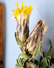 Pteronia membranacea