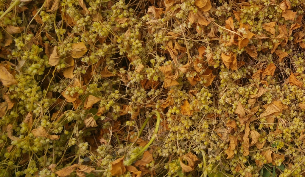 Cuscuta pedicellata