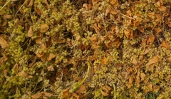 Cuscuta