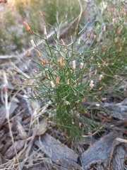 Corynotheca micrantha