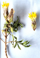 Pteronia membranacea