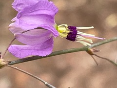 Dichopogon capillipes