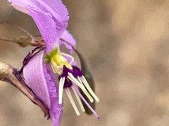 Dichopogon capillipes