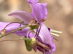 Dichopogon capillipes