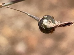 Dichopogon capillipes